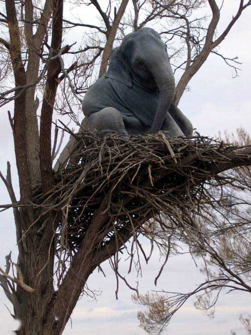 elephant in tree